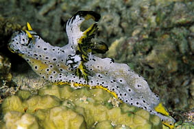  Notodoris serenae    (Sea Slug)